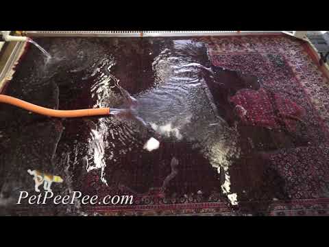 download lagu mp3 mp4 Wool Rug Smells Bad, download lagu Wool Rug Smells Bad gratis, unduh video klip Wool Rug Smells Bad