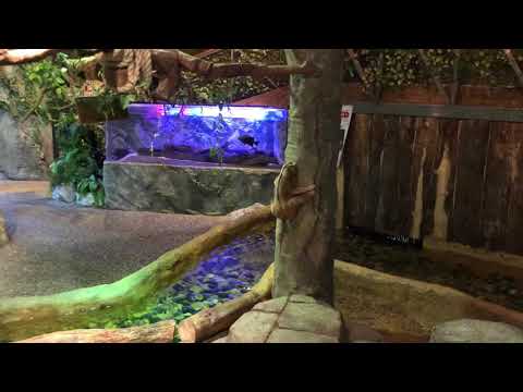 슬로우로리스 '욜루'의 나무타기