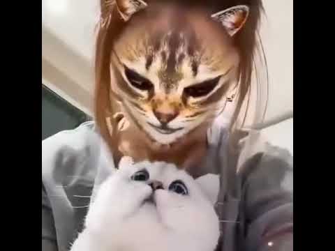 The Best Cats Compilation | Funniest Animal Videos 2023 | cute cat videos try not to laugh