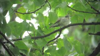preview picture of video 'Western Bonelli's Warbler'