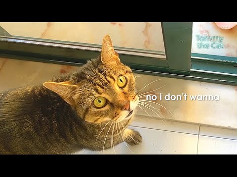 I can't believe my cat is talking back to me !