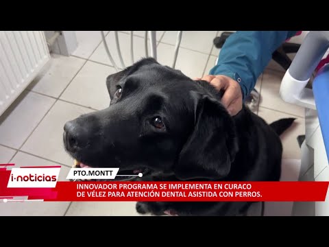 Implementan programa de atención dental con perros asistidos en Curaco de Vélez