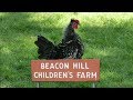 Chickens At Beacon Hill Children S Farm
