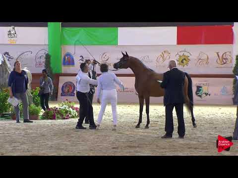 N 31 NOHIBA REGALIS   Italian Nationals 2019   2 Years Old Fillies Class 2A