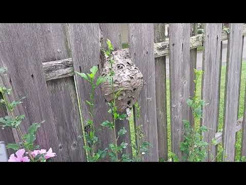 Bald-Faced Hornets Nest Right in the Middle of the Fence in Pennington, NJ