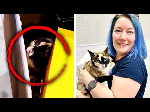 Cat Was Accidentally Shipped To Amazon Return Center - Vimarsana News