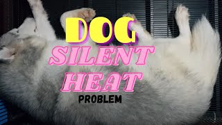 Dog Silent Heat Problem | Dog