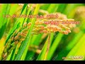 சூப்பர் ஷிட் Song மெலோடி சம்ப நாத்து Song