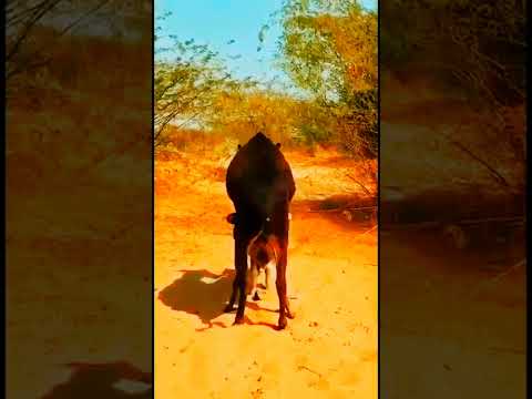 Donkeys enjoying in my village  #donkey #youtubeshorts #shortvideo #gadha #donkeykong #viralvideo