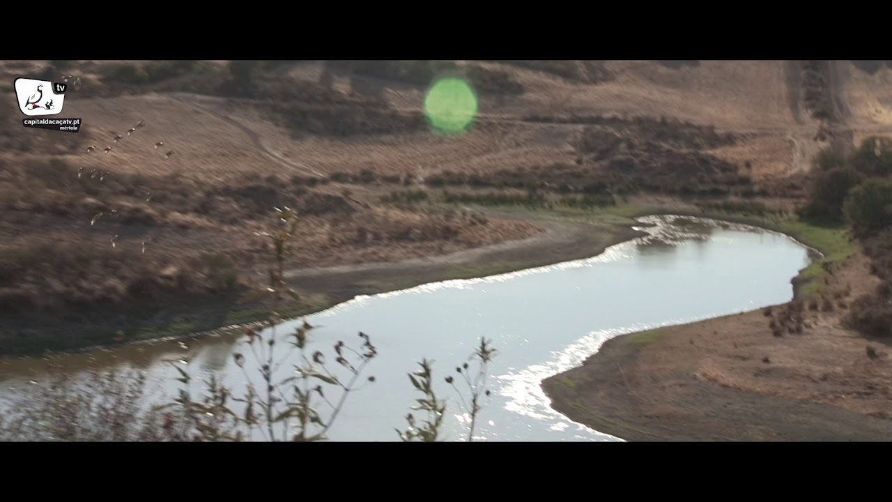 Rolas, Pombos Torcazes e Patos