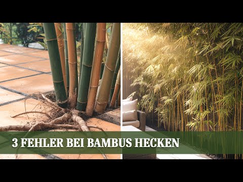 Bambushecken: 3 Fehler, die man unbedingt vermeiden sollte!