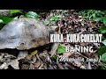 KURA KURA COKELAT RAKSASA BANING KURA KURA DARAT Di LANTAIHUTAN SUMATERA I Papah Supriatna