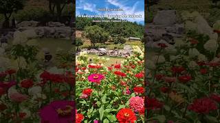 A Summer Day in Blooming Taebaek Mountain