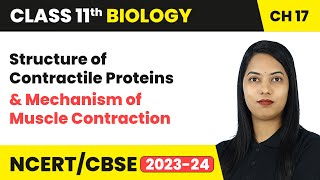 Structure of Contractile Proteins & Mechanism of Muscle Contraction | Class 11 Biology Ch 17 | CBSE