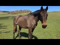 2 Hours Horse Sounds Effect