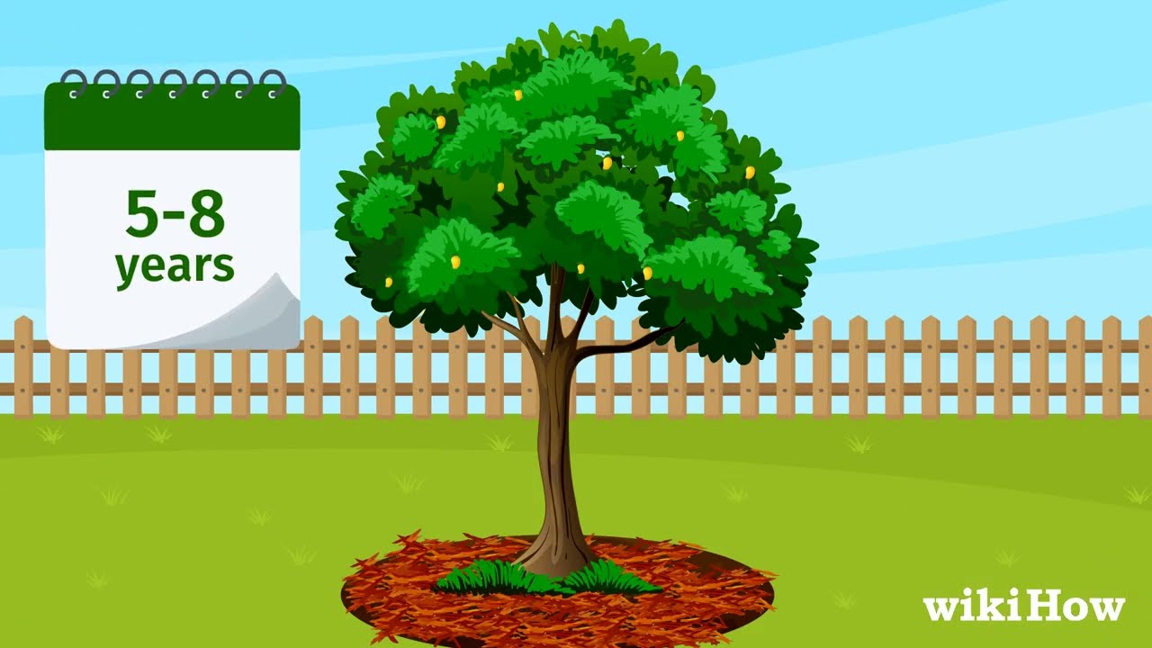 How to Grow a Mango Tree