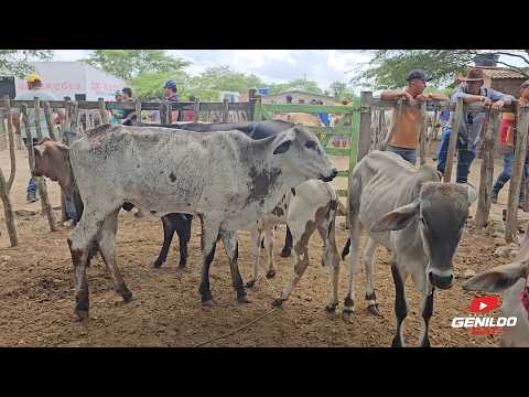 Feira do Gado em ALTINHO-PE dia 24/10/2026