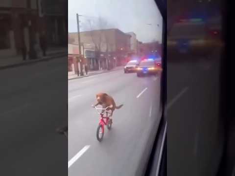 Oldiga lob mumkinmi? 😂. Trendmush shu  muzika