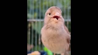 Download lagu Canary Singing Song Training Canaries Birds #shorts #canarysinging mp3 Download lagu Canary Singing Song Training Canaries Birds #shorts #canarysinging mp3
