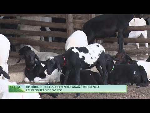 Fazenda Canaã é referência em produção de ovinos 03 07 2021