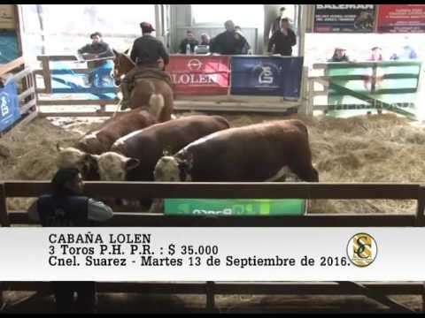 13-09-16 Venta de Toros P.C. y P.R. - Cabaña Lolen - Coronel Suarez.