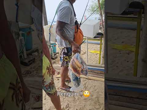 Hasil Mancing di Tengah Laut 🤩 #dolphinfish #sanurbeach