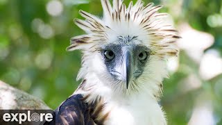 Davao del Norte · Davao City · Philippine Eagles live stream
