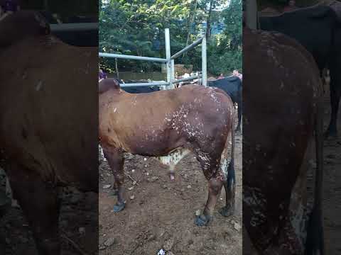 tiangue de Osicala, Morazán Sur, viernes 21 de noviembre 2025