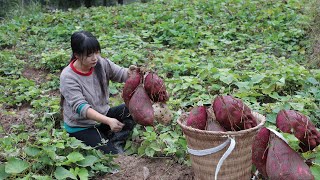 Video : China : Cooking with the Sweet Potato