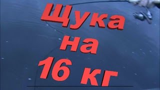 Найти где ловят щуку на 10 кг