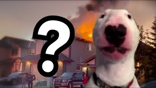 A Quick Backstory Of Walter The Dog