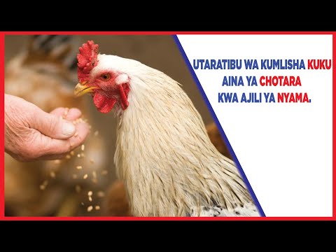 , title : 'UTARATIBU WA KUMLISHA KUKU AINA YA CHOTARA KWA AJILI YA NYAMA'