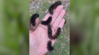 Fuzzy black caterpillars crawling across Houston are harmless to people, experts say