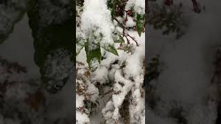 自然眺める