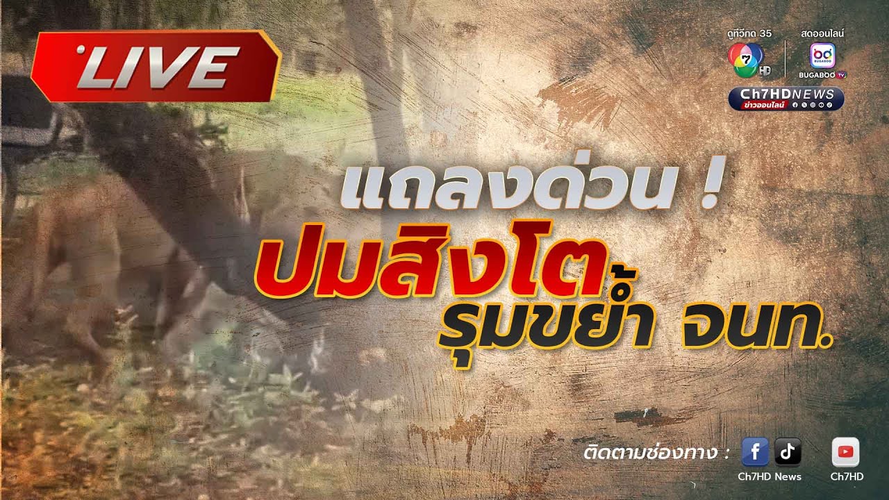 🔴 Live : ด่วน! สวนสัตว์แถลง ปมสิงโตรุมขย้ำเจ้าหน้าที่