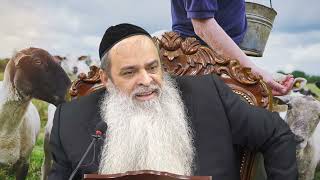 #הרב_רפאל_זר | יפה תואר ולא יחטא? מחזק! (הרב רפאל זר) - התמונה מוצגת ישירות מתוך אתר האינטרנט יוטיוב. זכויות היוצרים בתמונה שייכות ליוצרה. קישור קרדיט למקור התוכן נמצא בתוך דף הסרטון