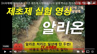 [사과재배] 발아억제  알리온 제초제 시험영상 /나무 밑에 뿌리는 제초제( 3월.7월)