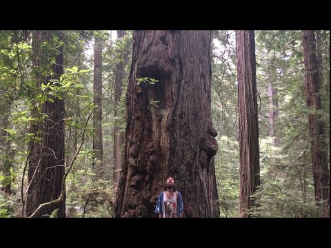 Francis Skyes - Here and Now