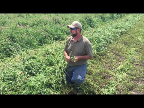 Swathing Red Clover-Hay