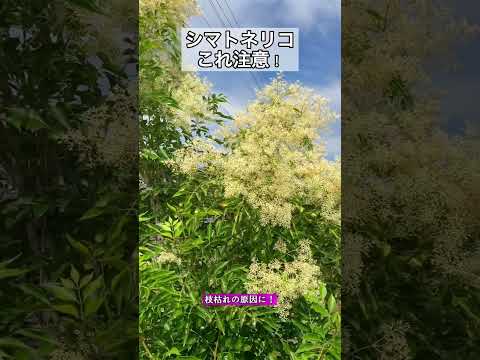  Santolina chamaecyparissus または Santolina 小さなヒノキ - 植栽、手入れ、特性  庭園