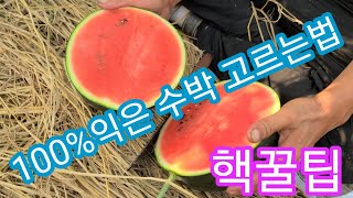 100% 잘익은 수박 고르기 방법 핵꿀팁  애플수박 자몽수박 애플흙수박 주말농장 텃밭 전원일기,인간극장,사노…