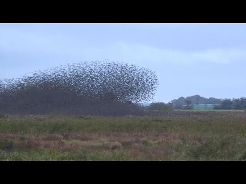 Video-Vorschau