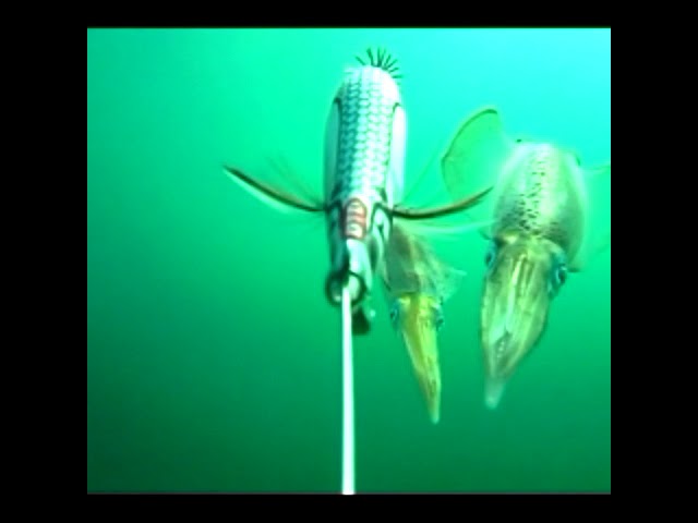 Vídeo relacionado con DTD Oita Squid Jig White Killer 3.5# - 100mm Verde