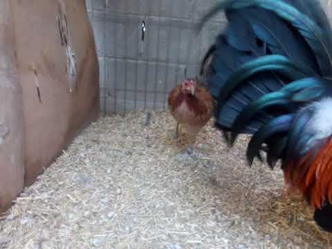 Trío Hatch Mclean 🔥