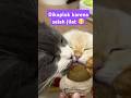 AKIBAT SALAH JILAT Shorts Kucinglucu Funnycats Meow Pets Catlover