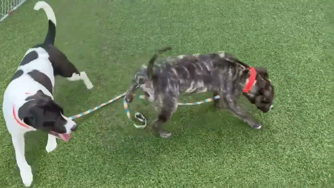 Ben Ten, a Adoptable mixed breed in Hartsville, SC video 5/5