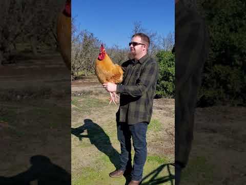 This Rooster HAD to go - WARNING Graphic Head Cut Off - How to Butcher a Chicken