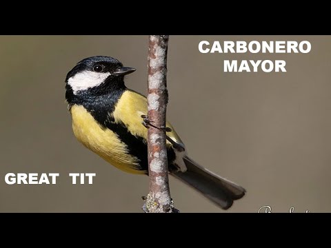 CARBONERO MAYOR | GREAT TIT | Parus major