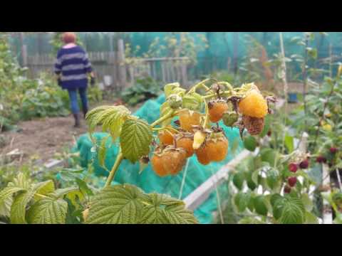 download lagu mp3 mp4 Yellow Raspberries, download lagu Yellow Raspberries gratis, unduh video klip Yellow Raspberries