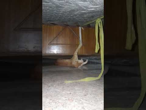 #sorts #reel #shortfeed #tranding #cat #catlover